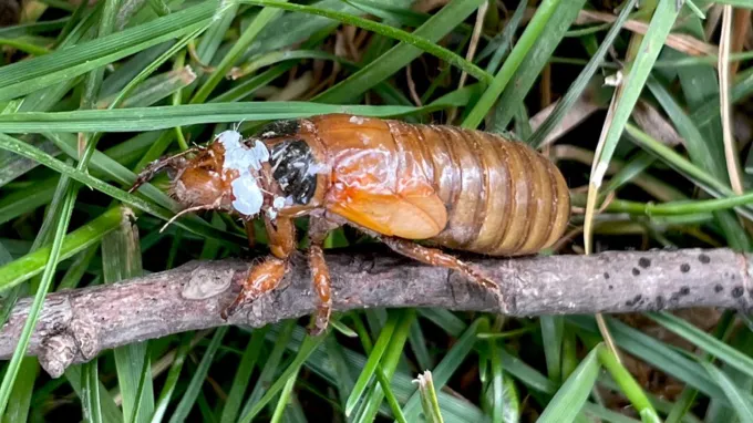 A cicada nymph with white paint around the top of its head clings to a stick on a bed of grass