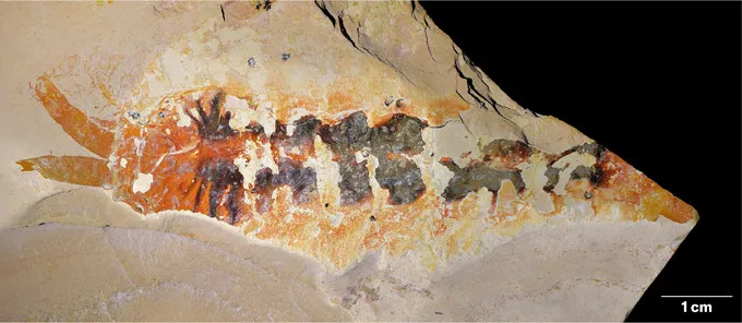 A fossil preserves the outline of a small, segmented arthropod with multiple appendages along its body.