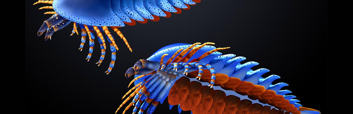 An illustration shows two views of a many-legged sea arthropod from above and below, highlighting its front claws and underside appendages.