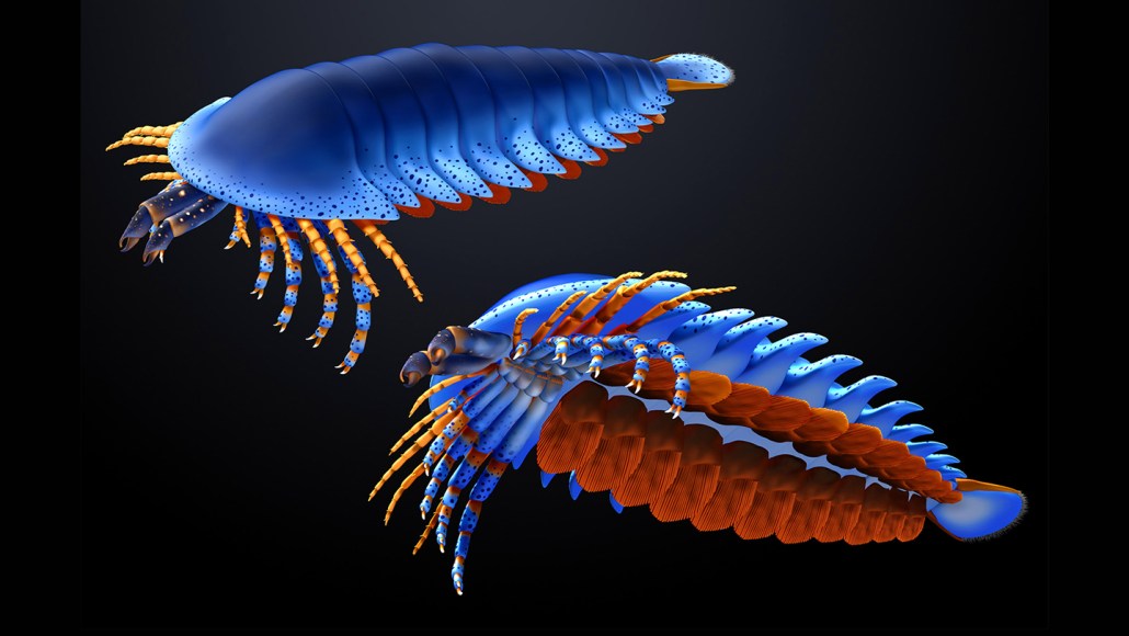 An illustration shows two views of a many-legged sea arthropod from above and below, highlighting its front claws and underside appendages.