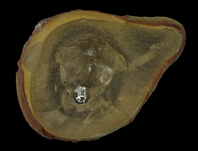 A shell-like brownish fossil shown on a black background 