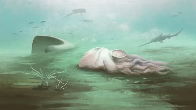 An illustration of a decaying nautilus on the seafloor