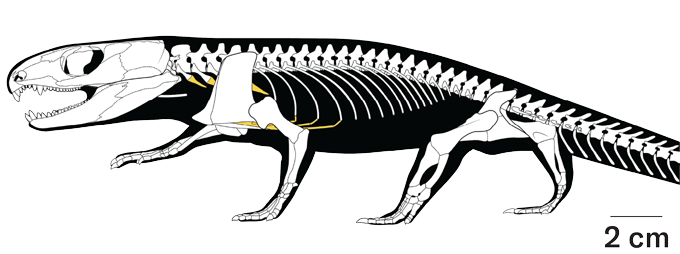 A drawing of the skeleton of Captorhinus, a small lizardlike reptile that lived 289 million years ago. The location of the fossilized cartilage is colored in yellow; it helped reveal how the reptile breathed.