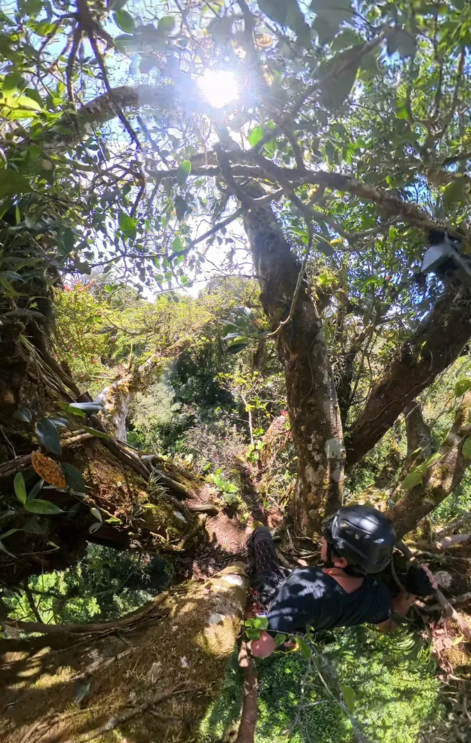 A researcher wearing a harness and a helmet crouches among a tree's branches.