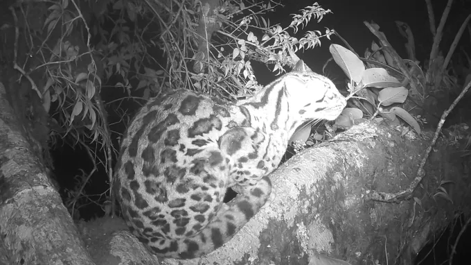 A night vision image of a margay crouched on a broad tree trunk.