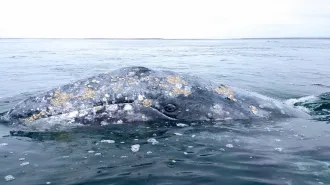 A gray whale surfaces letting us see its eye and mouth.