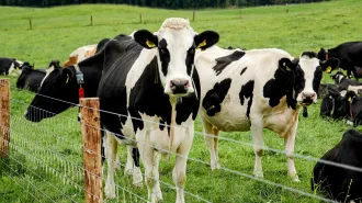 Black and white dairy cattle graze near a wire fence in a green grass field. H5N1 bird flu viruses have evolved to better infect such cattle.