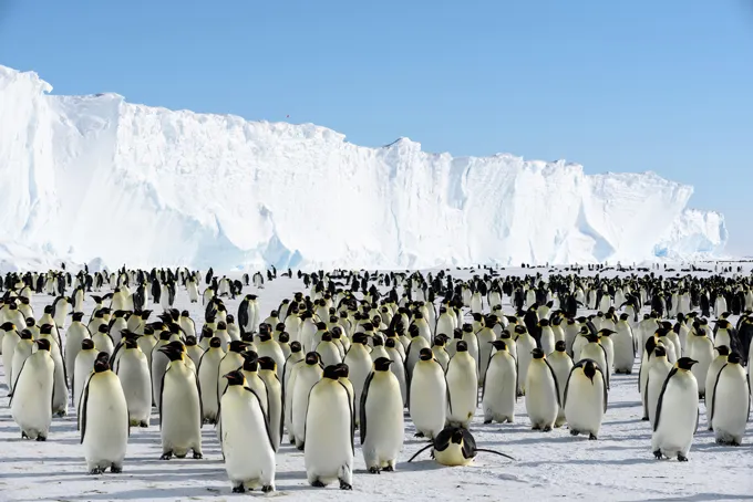 A photograph of a colony of emperor penguins near the Brunt Ice Shelf in Antarctica.