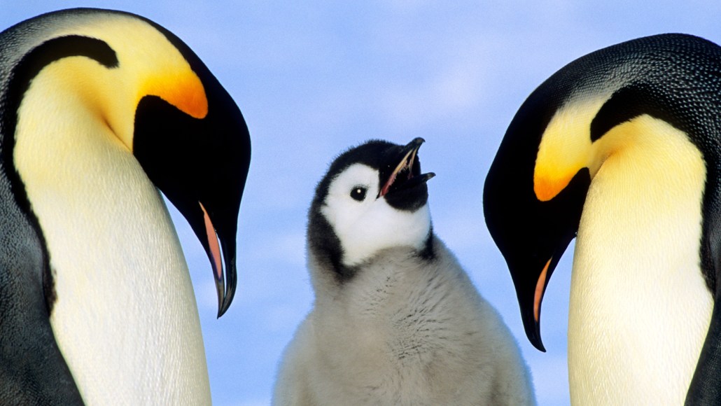An emperor penguin chick between adult emperor penguins. The Antarctic birds are now endangered.