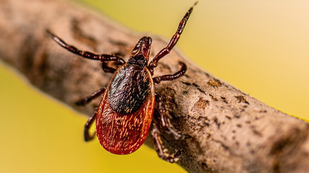 A blacklegged tick is shown sitting on a stick with its front legs extended and looking to get picked up by a mammal