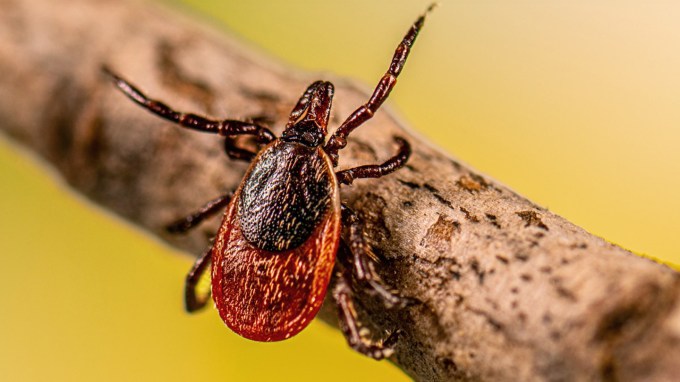 A blacklegged tick is shown sitting on a stick with its front legs extended and looking to get picked up by a mammal