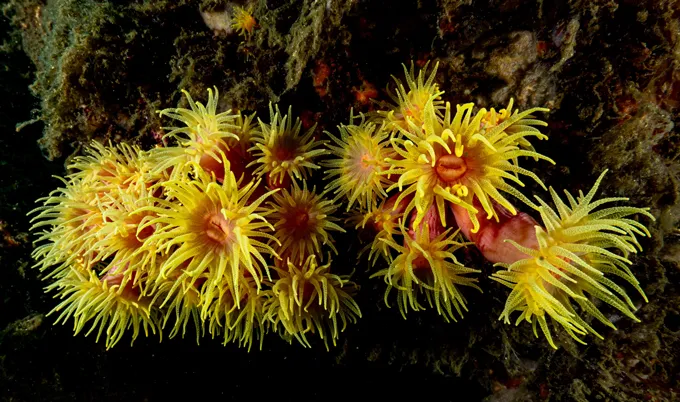 Yellow, flower-like corals cluster on a rocky surface underwater.
