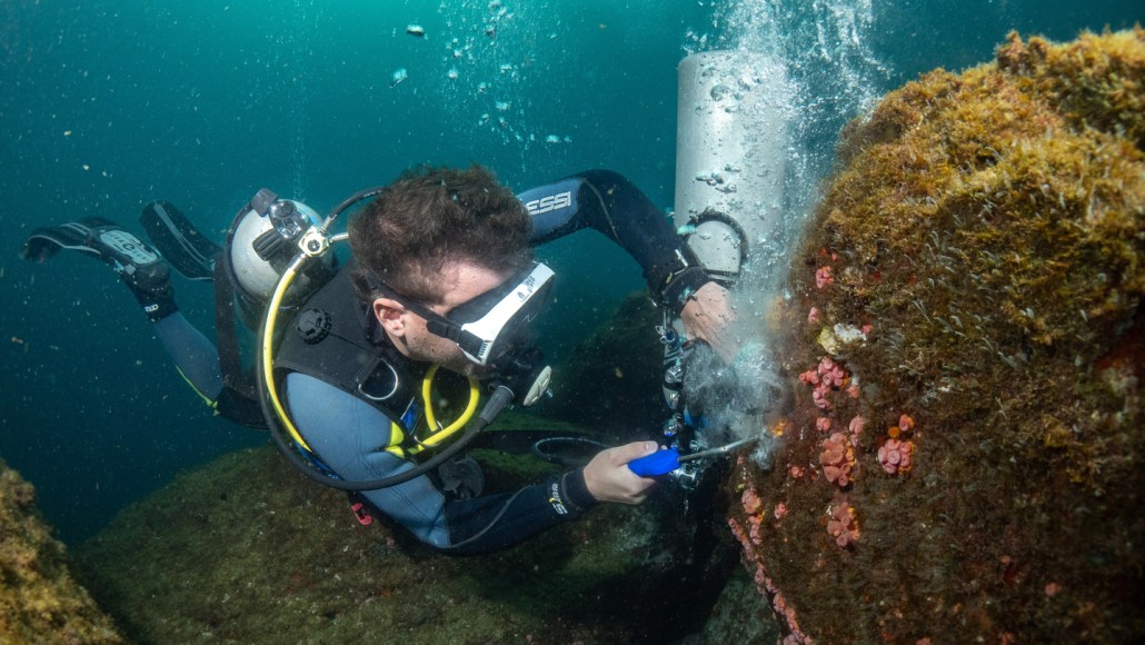 A scuba diver uses an air tool to blast invasive corals underwater.