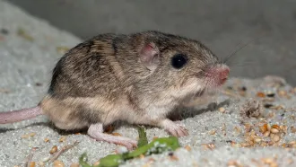 A Pacific pocket mouse looks at the camera. The small brown mouse appears to be standing on beach sand.