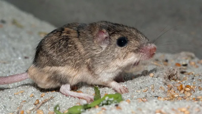 A Pacific pocket mouse looks at the camera. The small brown mouse appears to be standing on beach sand.