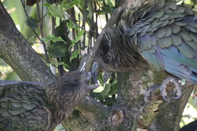Two kea parrots are beak-to-beak in a tree. The one on the left is missing the upper part of its beak. The one on the right is helping him clean his beak.