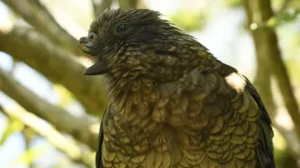 A closeup of a kea parrot named Bruce shows is olive green feathers and a distinctive profile: He lacks most of the top part of his beak.