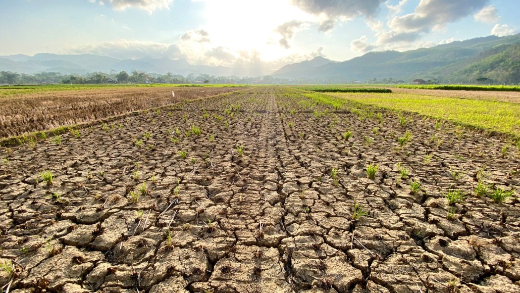 A field showing soil that's dry and cracked from drought, which may increase antibiotic resistance