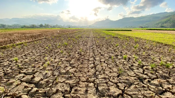 A field showing soil that's dry and cracked from drought, which may increase antibiotic resistance