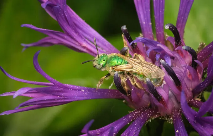 An iridescent green bee is shown perched on a purple flower.