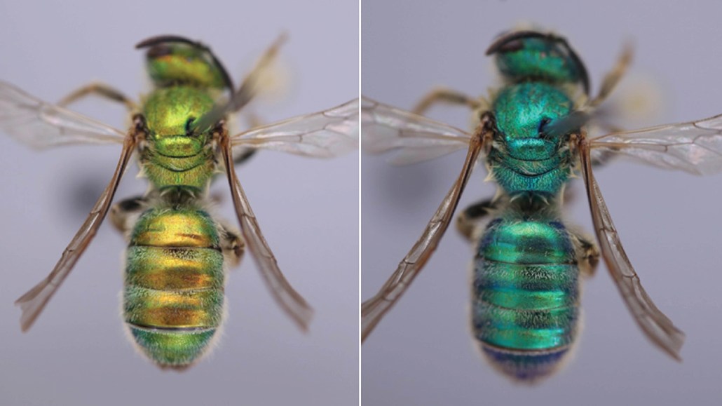 An iridescent bee is shown before and after being exposed to humidity. On the left, the bee is greenish gold, and on the right, the bee is a darker blue-green