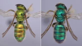 An iridescent bee is shown before and after being exposed to humidity. On the left, the bee is greenish gold, and on the right, the bee is a darker blue-green
