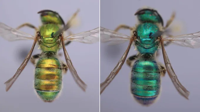An iridescent bee is shown before and after being exposed to humidity. On the left, the bee is greenish gold, and on the right, the bee is a darker blue-green