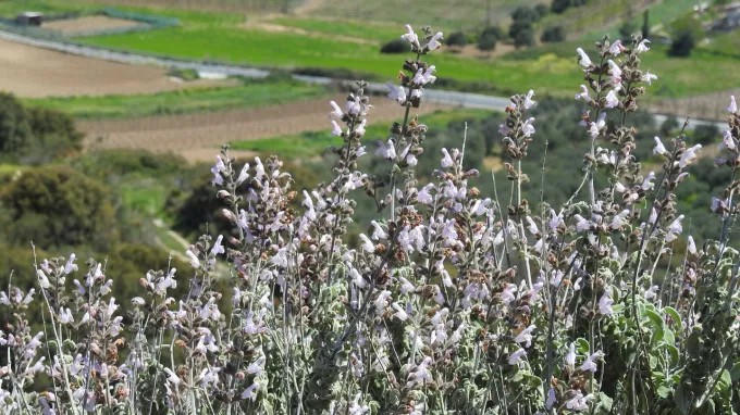 Flowering sage plants grow in a field, with farmland and a road in the background.