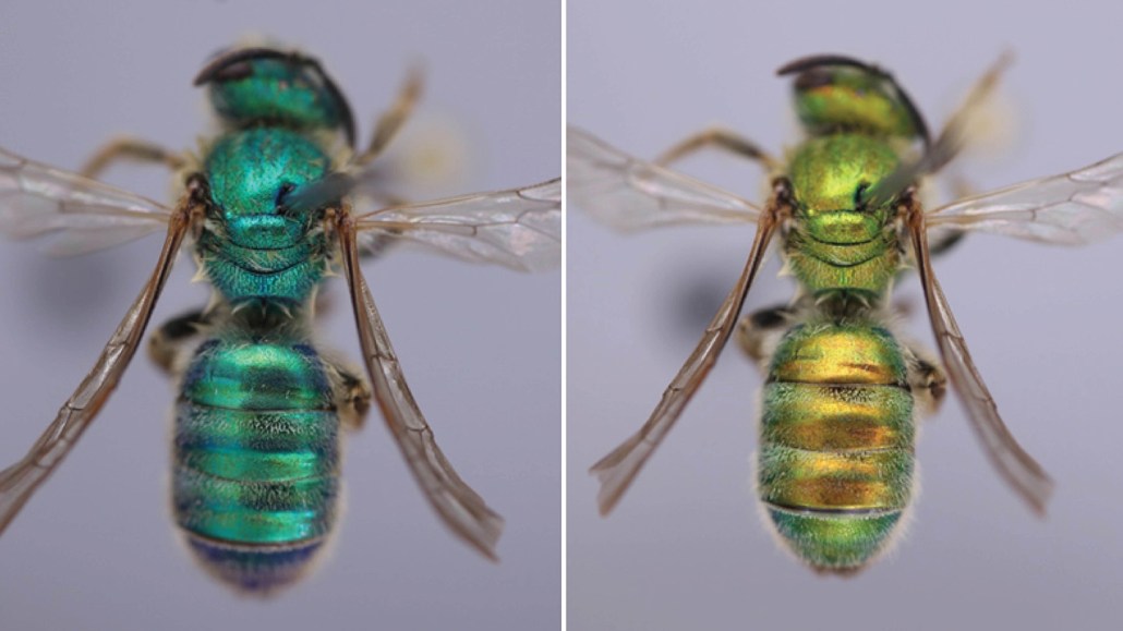 An iridescent bee is shown before and after being exposed to humidity. On the left, the bee is a dark blue-green, and on the right, the bee is a greenish gold