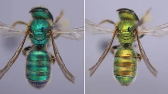 An iridescent bee is shown before and after being exposed to humidity. On the left, the bee is a dark blue-green, and on the right, the bee is a greenish gold