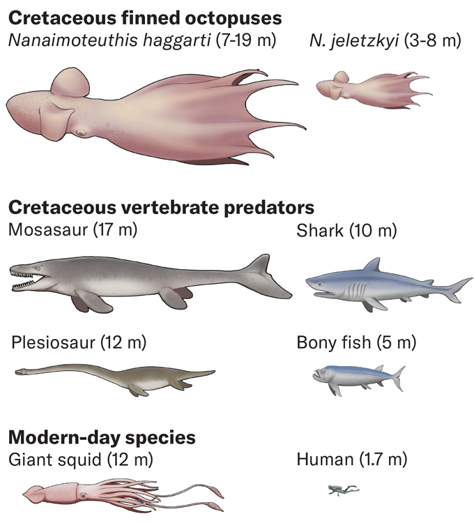 A chart compares the size of the newly described ancient octopuses to other Cretaceous predators, including the mosasaur and plesiosaur, and modern-day giant squid and humans. The biggest octopus dwarfs all but the mosasaur.