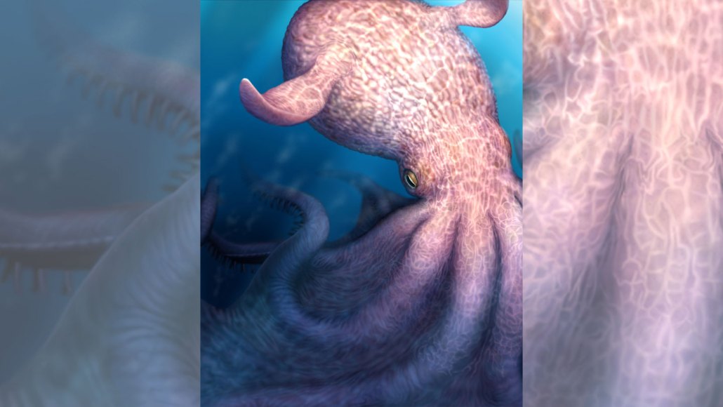 An illustration shows a giant pinkish octopus in the deep sea with webbing between its tentacles and floppy fins on its body.