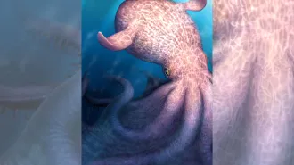 An illustration shows a giant pinkish octopus in the deep sea with webbing between its tentacles and floppy fins on its body.