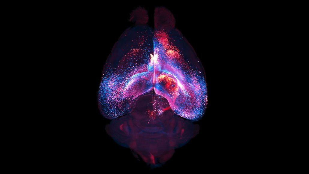 Blue and red brain cells called astrocytes appear inside of a mouse's brain. The image is on a black background.