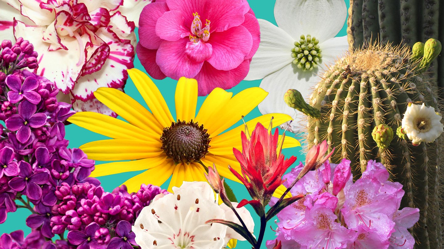A collage of flowers on a blue background.