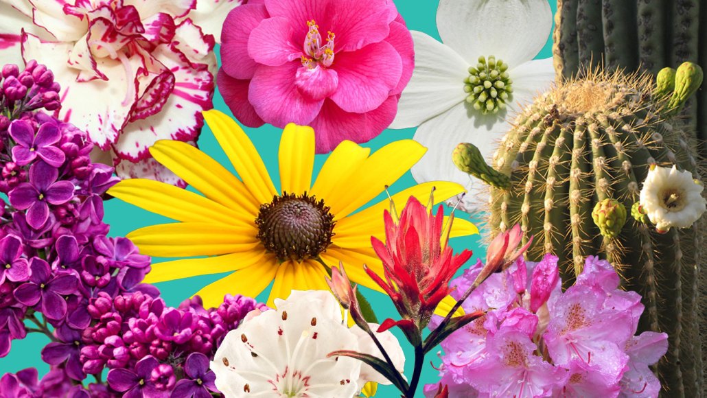 A collage of flowers on a blue background.