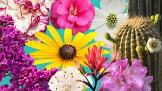 A collage of flowers on a blue background.
