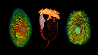 Fluorescent microscope images of three ciliate protozoa from the rumen (first stomach) of cattle. The one on the left is egg-shaped and covered in waves of green, yellow and red hairlike cilia. In the center a clear, red goblet-shaped organism is topped by a bright orange shock of cilia. On the right is a green and yellow microbe that resembles an oval Koosh ball with a blue-green oval in the center. The center oval is the nucleus. These organisms have a newly discovered organelle that makes hydrogen and spurs other microbes to produce methane.
