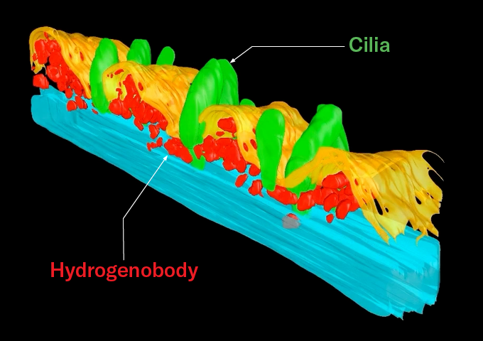 A 3D reconstruction of microscope images showing part of a ciliate protozoan cell. Leaflike green structures representing cilia rise out of a thin, wavy yellow strip of fabric representing the cell's membrane. Roughly oval shaped red structures of hydrogenobodies cluster around the base of the cilia just under the membrane. Hydrogenobodies make hydrogen, which spurs other microbes to make methane.
