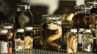 Numerous jars of preserved animals sit on a shelf.