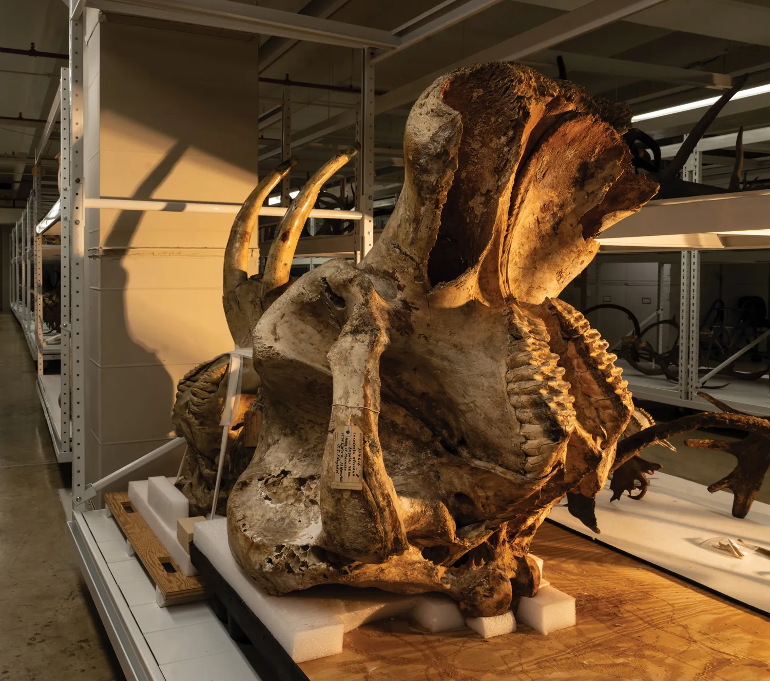 The skull of an African bush elephant.