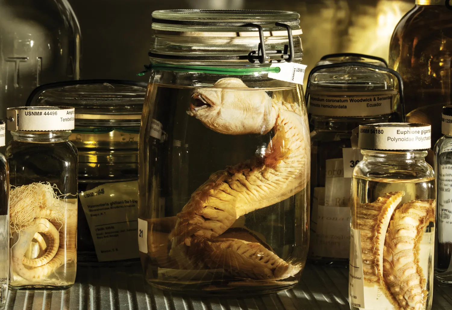 An Antarctic scale worm in a clear jar filled with alcohol.