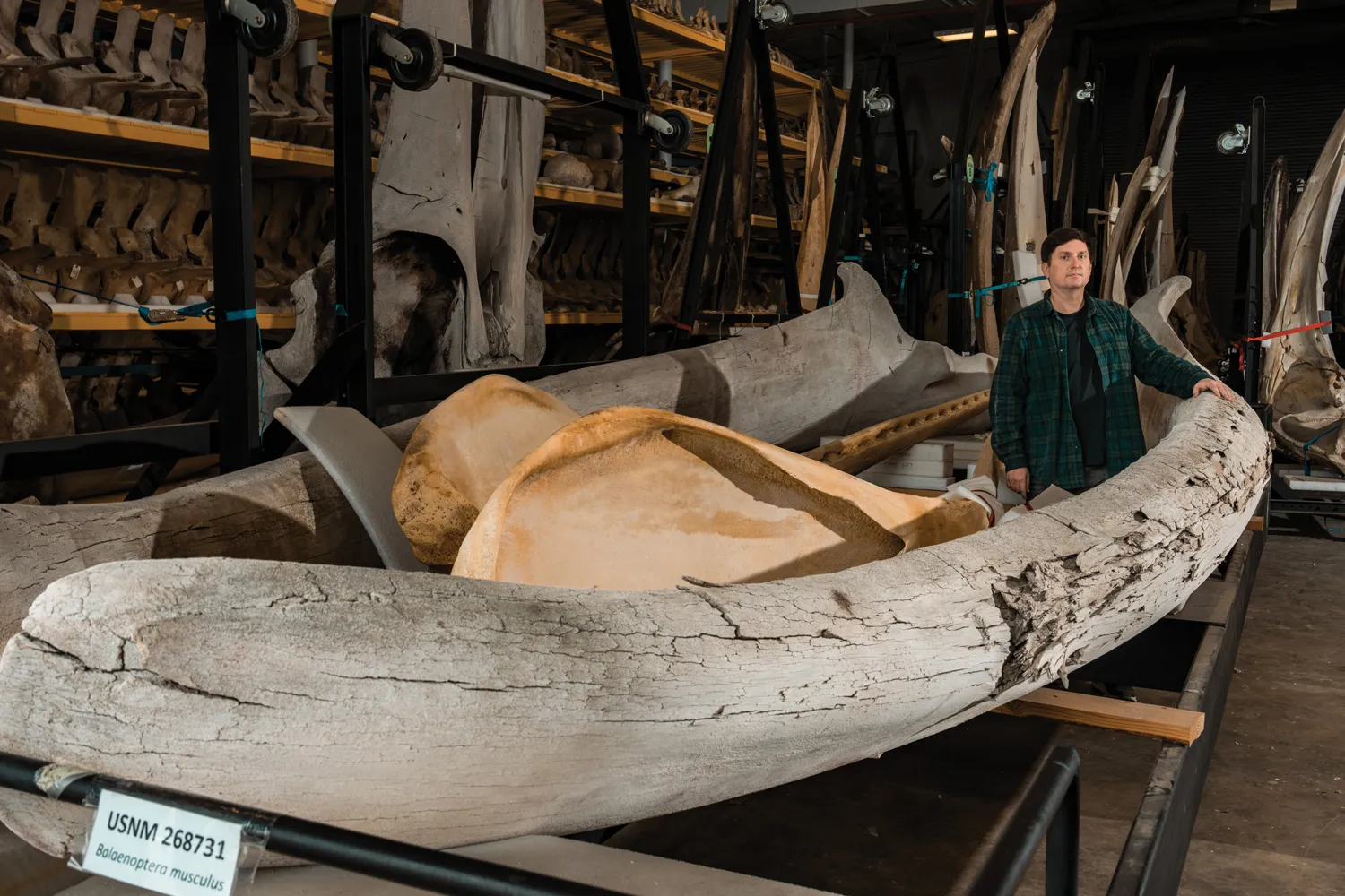 A man stands between the jaw bones of a blue whale.