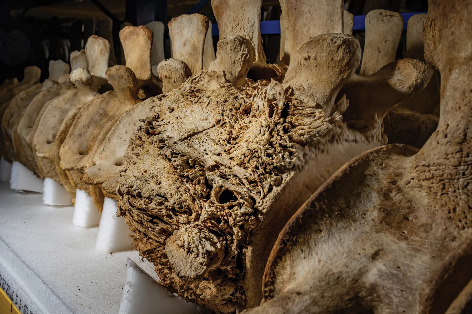 The back bone of a North Atlantic right whale.