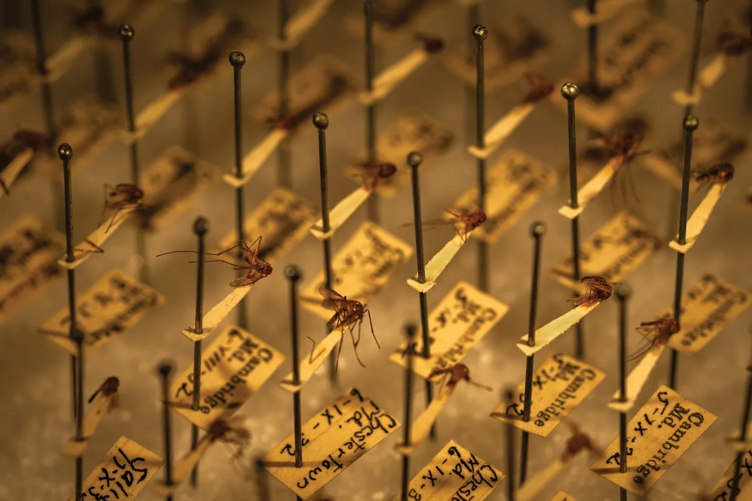 A close up photo of pinned mosquitoes.