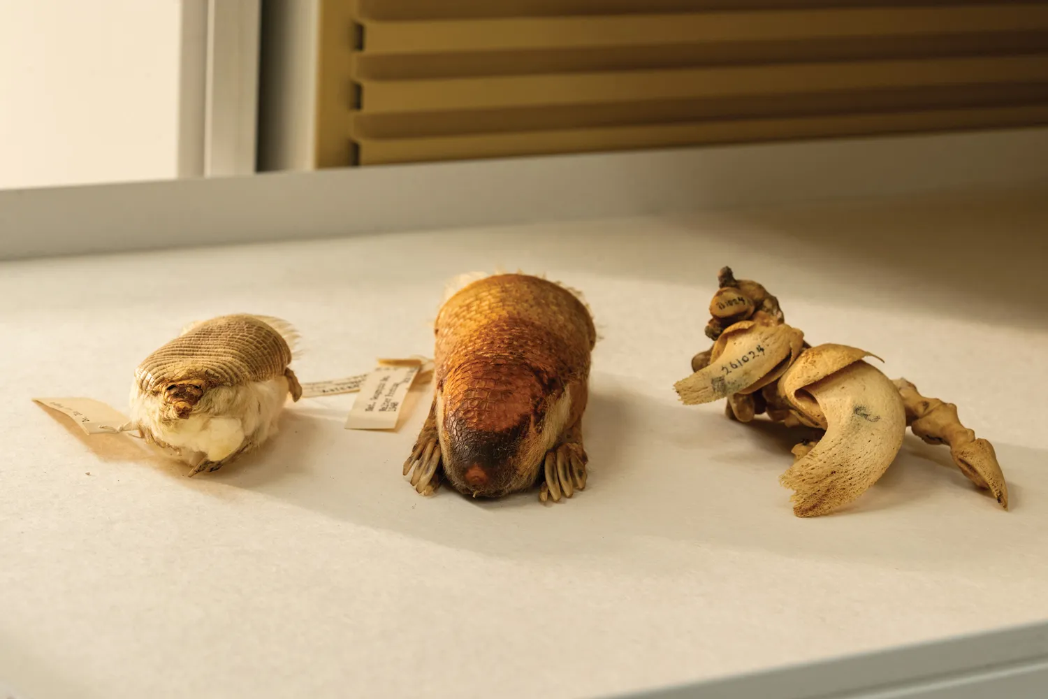 Three preserved armadillo specimens on a table.