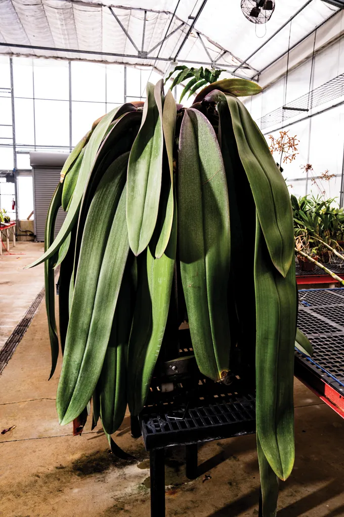 A giant orchid with leaves that look like tongues.