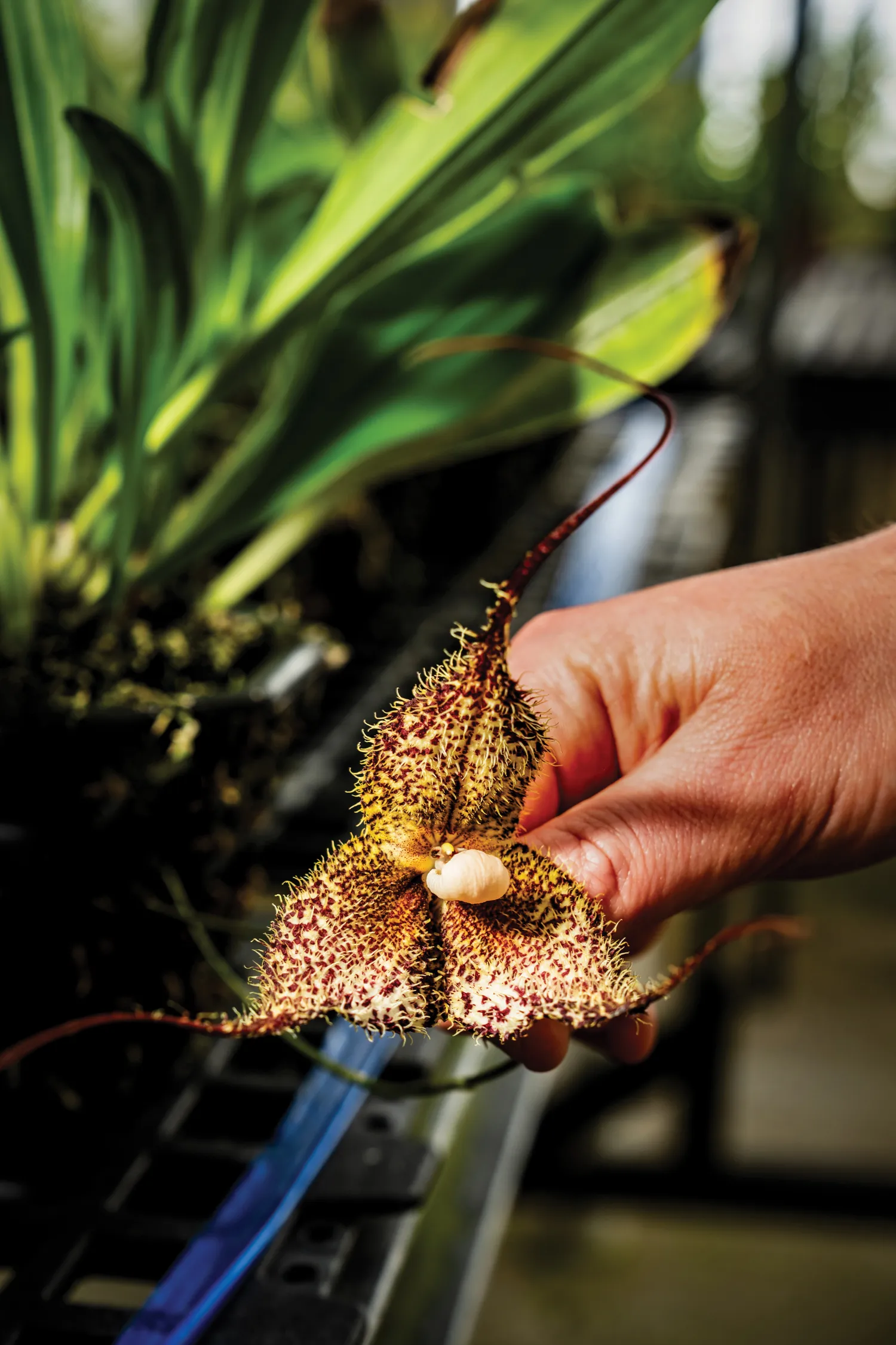 A three-leaf orchid in a person's hand.