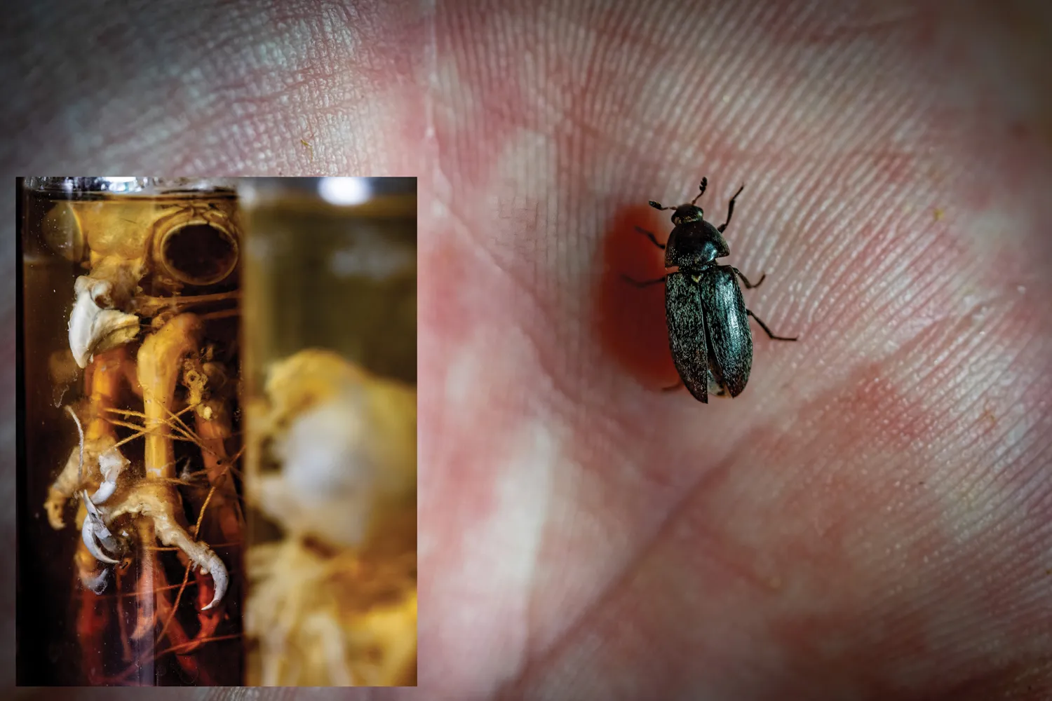 A small beetle in the palm of a hand. Inset is a photo of an owl skeleton in a jar.