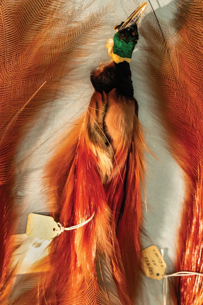 A tagged bird specimen with orange, brown and green feathers.